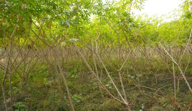 चुलाचुलीका किसान तरुल खेतीतर्फ आकर्षित