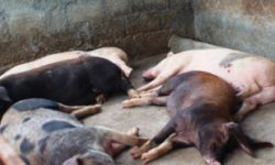 ‘अफ्रिकन स्वाइन फिभर’बाट तीस बङ्गुर मरे