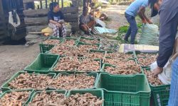 बेसार प्रवर्द्धनमा जुट्यो इलामको रोङ गाउँपालिका