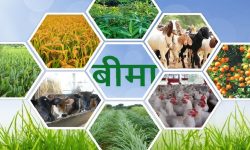 कृषि बीमामा किसानको आकर्षण बढेन