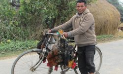 छत्तीस वर्षदेखि कुखुराको व्यापारमा तल्लिन छविलाल