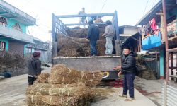 चिराइतो मूल्य बढ्दो, उत्पादन घढ्दो