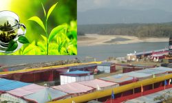 नारायणी नदी किनारमा आजदेखि राष्ट्रिय चिया प्रदर्शनी