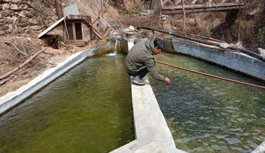 वैदेशिक रोजगारीबाट फर्किएर माछापालन, मासिक डेढ लाख आम्दानी