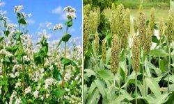 उदयपुरका पहाडी क्षेत्रमा जुनेलो, फापर र गहत लोप हुँदै