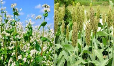 उदयपुरका पहाडी क्षेत्रमा जुनेलो, फापर र गहत लोप हुँदै