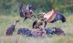 Five vultures found dead in Nawalpur