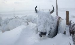 हुम्लामा हिमपात हुँदा जनजीवन प्रभावित