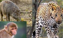 घरघरमा छिर्न थाले बाँदर र बँदेल : सडकमै देखिन्छन् चितुवा