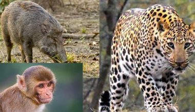 घरघरमा छिर्न थाले बाँदर र बँदेल : सडकमै देखिन्छन् चितुवा