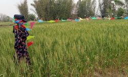 वन्यजन्तुबाट बाली जोगाउन ‘धुआ’ र ‘बिजुली’