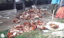 भुस्याहा कुकुरबाट मारिए चार लाख मूल्य बढीका कुखुरा