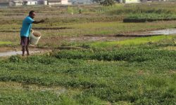 खोले साग बिक्रीबाट तीनमहिनामा तीन लाख आम्दानी