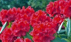 माघमै फुल्यो लालीगुराँस