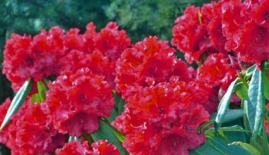 माघमै फुल्यो लालीगुराँस