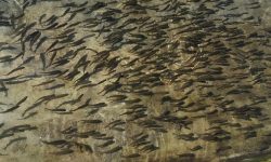 छ महिनामा साढे चार करोड माछाका भुरा वितरण