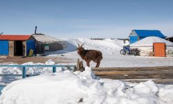 कडा मौसमले मङ्गोलियामा २१ लाख पशु मरे