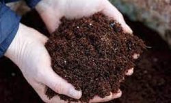 प्राङ्गारिक कृषिउपजको उत्पादन बढाउन जोड