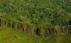 निजी वनको दर्ता अब पालिकाबाट