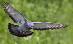 कैँदी परेवा आठ महिनापछि रिहा