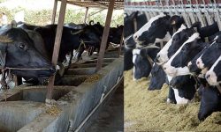 पशुपालनबाट मासिक दुई लाख बचत