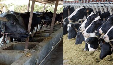 पशुपालनबाट मासिक दुई लाख बचत