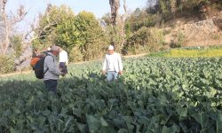 अर्गानिक कृषि उत्पादनमा जुट्दै भोजपुरका किसान