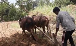 मिथिलाञ्चलमा हलो र गोरु पूजा गरियो