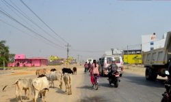 सहरी क्षेत्रमा छाडा पशुको जगजगी