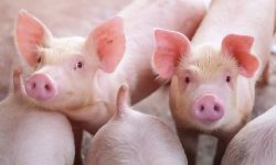 गण्डकीमा ‘अफ्रिकन स्वाइन फिभर’को सङ्क्रमण पुनःदेखियो