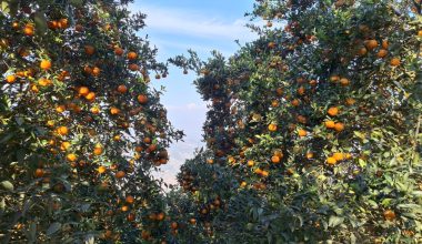 सुन्तला बेचेर कमलले कमाए ४० लाख