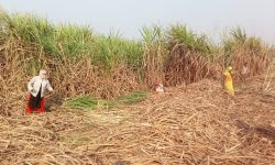 नगदे बाली फेर्दै किसान