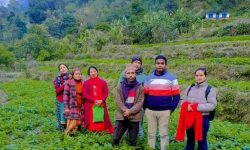 आमा समूहले गर्याे सामूहिक आलुखेती