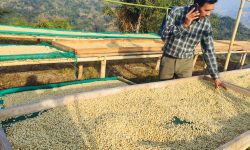 कफी खेतीबाट वार्षिक १३ लाख आम्दानी : ‘कृषि कर्म गरेर पनि मनग्य कमाउन सकिन्छ’