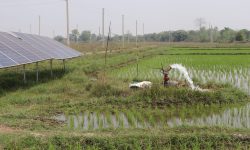 सिँचाइको व्यवस्थासँगै भरतपुरका जमिन चैते धानले हराभरा