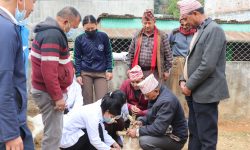 एकीकृत घुम्ती शिविरबाट २३ हजार पशुको उपचार