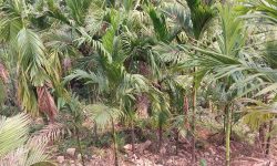 इलामका किसान व्यावसायिक सुपारी खेतीप्रति आकर्षित