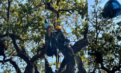 रुखमा अड्किएका दुई प्याराग्लाइडरको सशस्त्र प्रहरिले गर्याे उद्धार