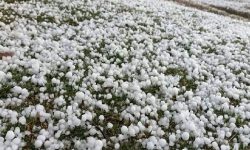 भित्र्याउने बेलाको गहुँ र जौमा असिनापानी