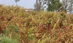 सुक्नथाले अलैँची बगान