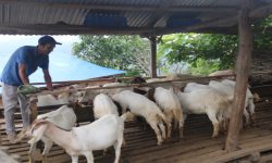 पढाउन छाडेर बाख्रापालन व्यवसायमा रमाउँदा …