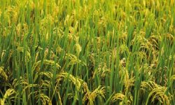 जोरायलको रैथाने बासमती चामलको माग बढ्दै