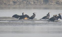 कोशीटप्पुमा चराको सङ्ख्या घट्यो