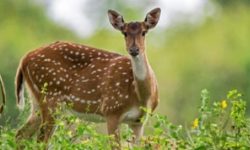 दुर्लभ पोथी चित्तलको उद्धार