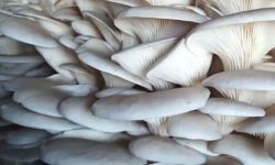 च्याउ खेतीबाट मनग्य आम्दानी