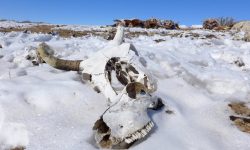 मङ्गोलियामा कठोर जाडोका कारण ३९ लाखभन्दा बढी चौपायाको मृत्यु