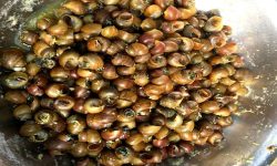 कोहलपुरमा घोङी खाने प्रतियोगिता