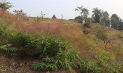 अम्रिसोको मूल्य घटेपछि इलामका किसान समस्यामा