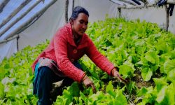 हिल्दुमका किसान तरकारीखेतीमा आकर्षित