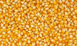 किसानलाई उन्नत जातको मकैको बीउ अनुदानमा